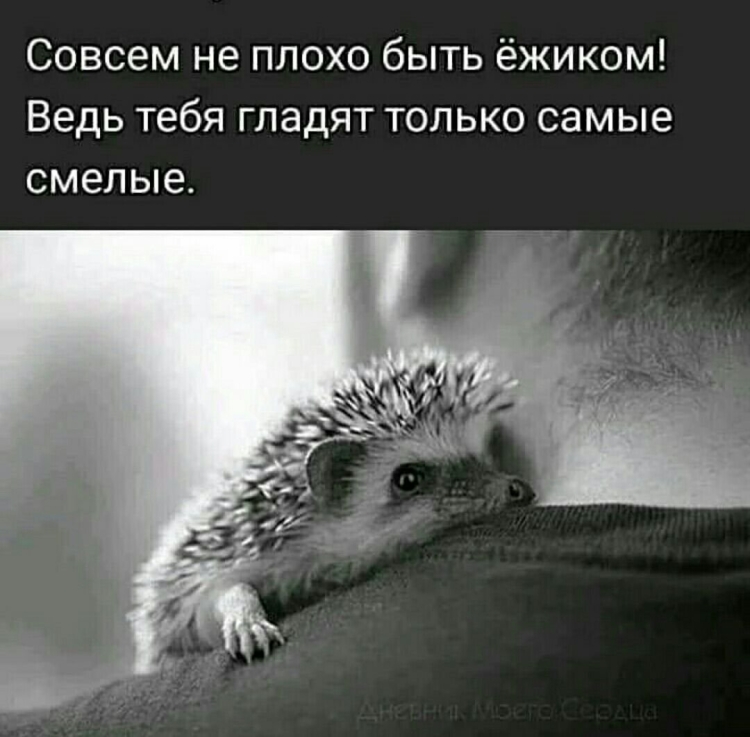 Доброе утро Ёжик мой любимый