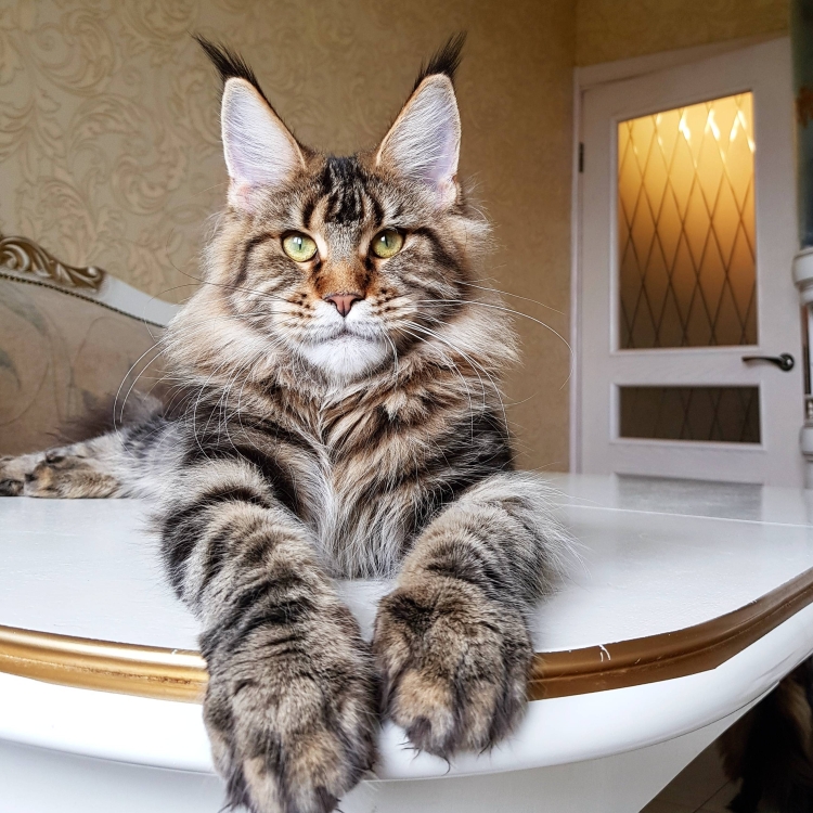 Кот Мейн кун