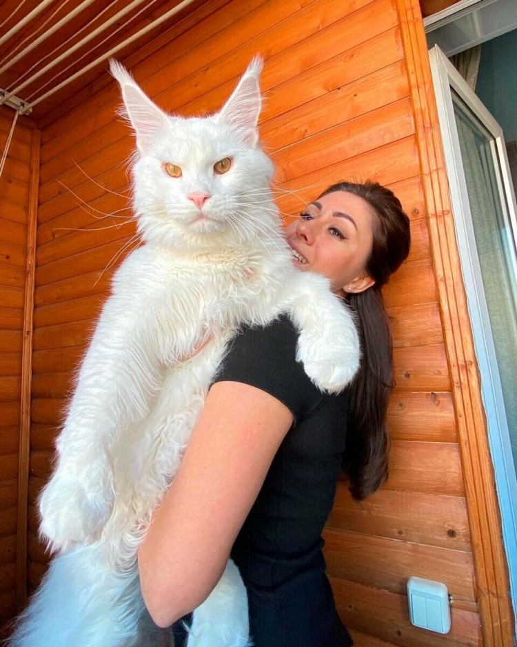 Белый Мейн кун снежок