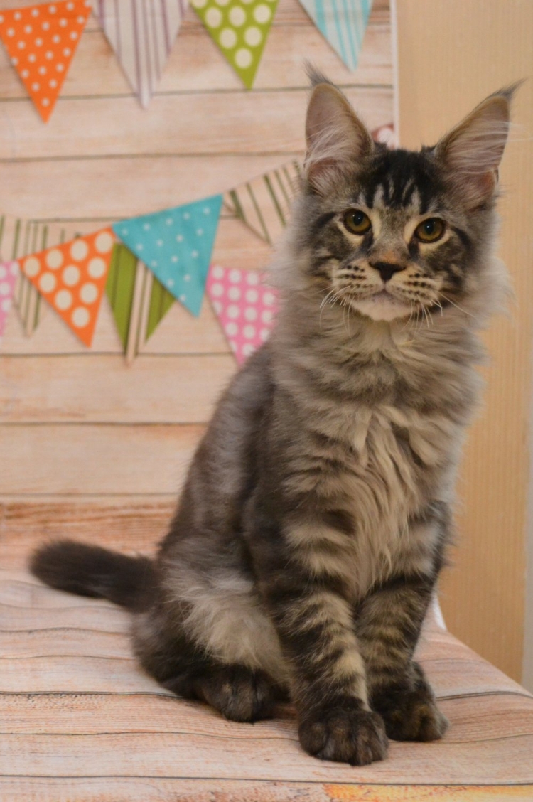 Котёнок Мейн кун 1 год