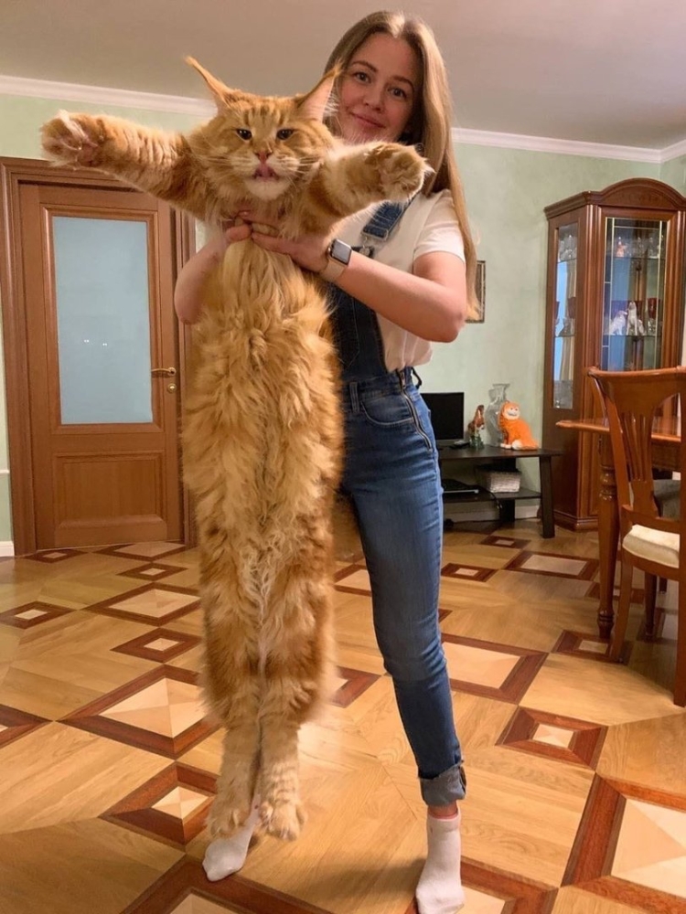 Кошка Мейн кун