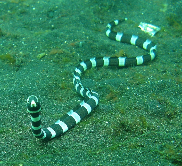 Морские змеи в красном море