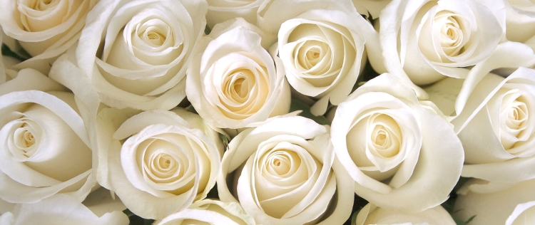 Фотообои розы