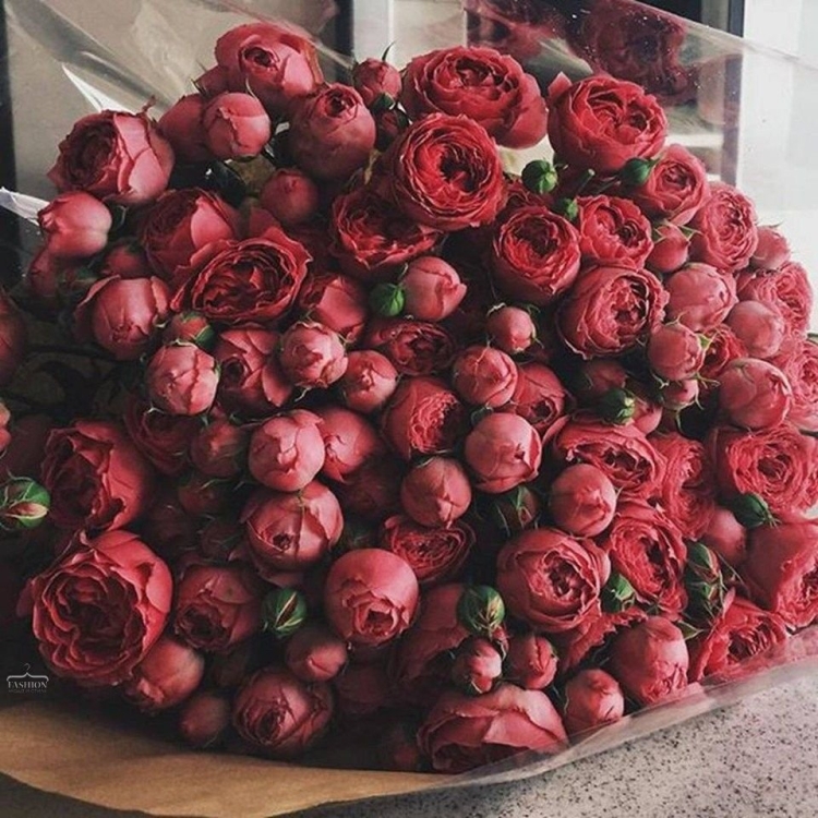 Огромный букет красных пионов