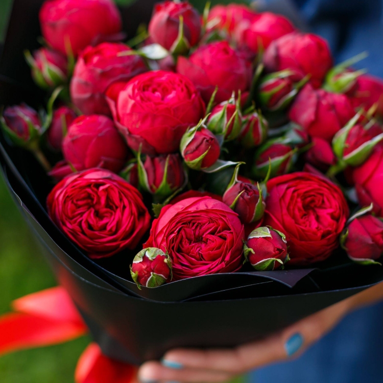 Роза кустовая ред пиано