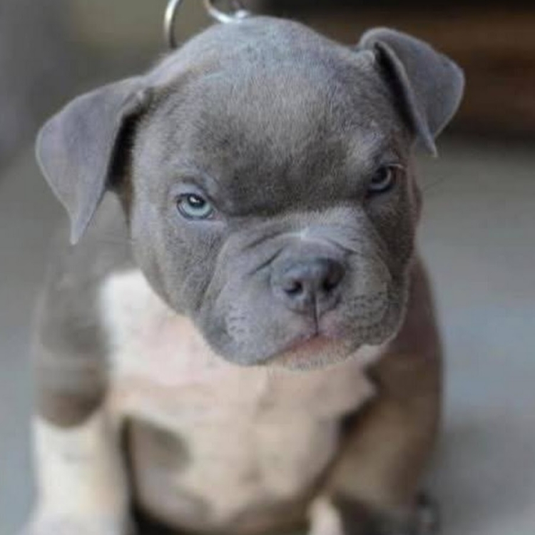 Стаффордширский терьер серый