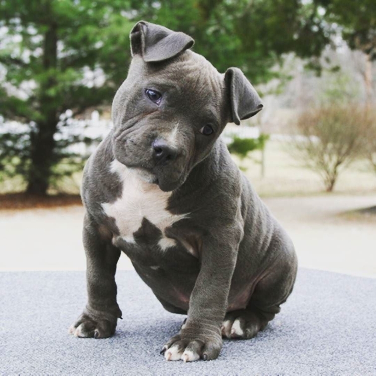 Стаффордширский бультерьер голубой