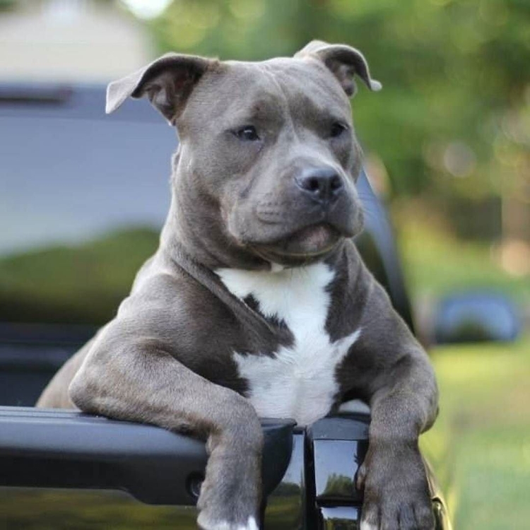 Аргентинский стаффордширский терьер