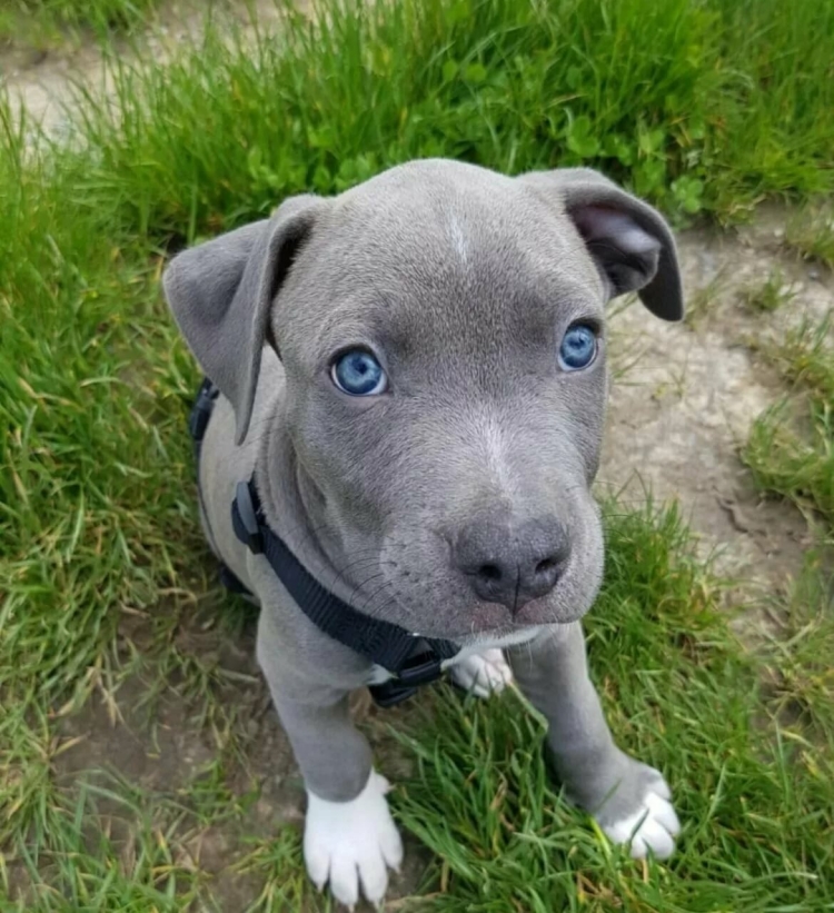 Стаффордширский бультерьер голубой