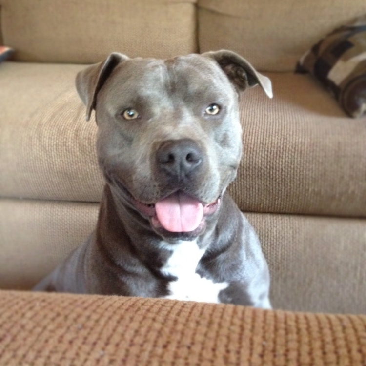 Бруно амстафф голубые глаза