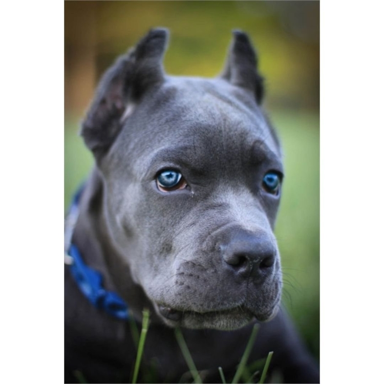 Кане Корсо голубой