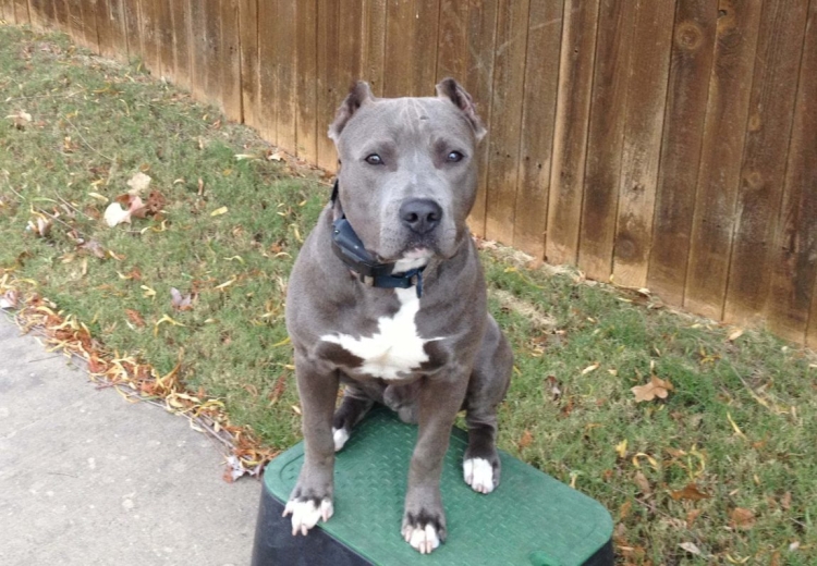 Американский стаффордширский терьер щенок серый