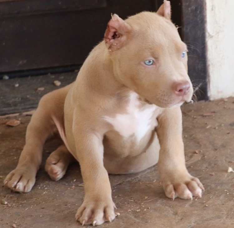 Американский питбультерьер рыжий