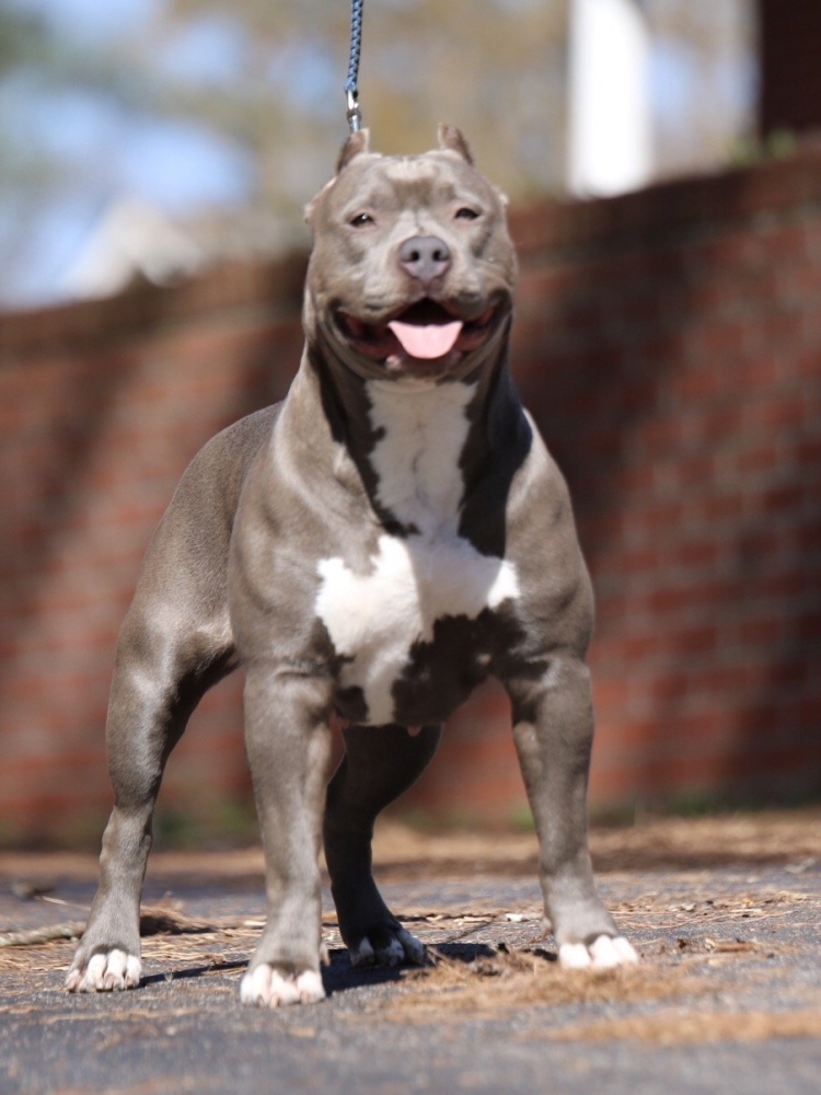 Американский питбультерьер серый