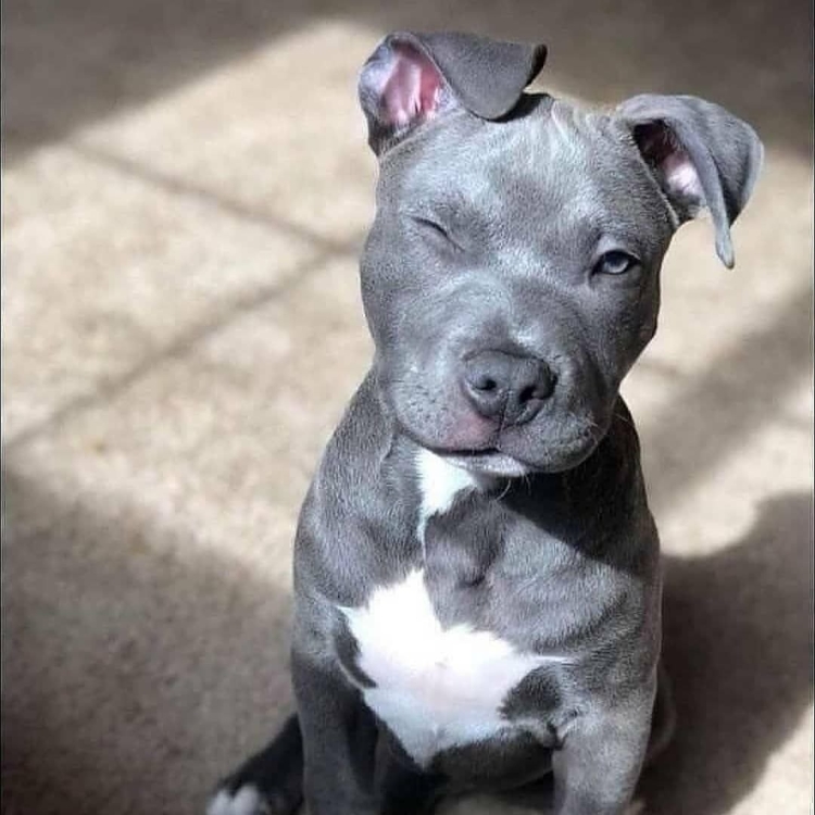 Американский стаффордширский терьер голубой