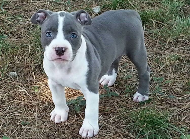 Американский стаффордширский терьер серый