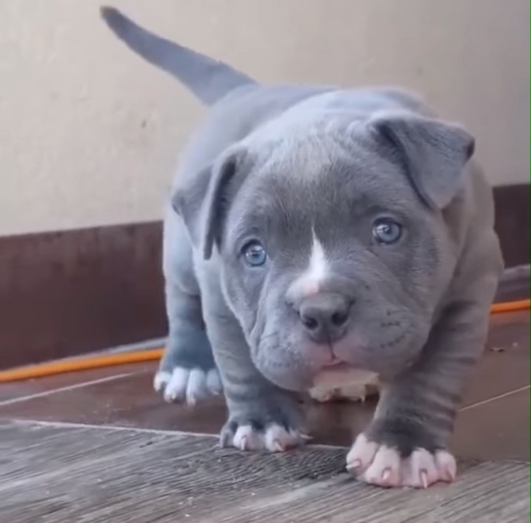 Американский булли серый с голубыми