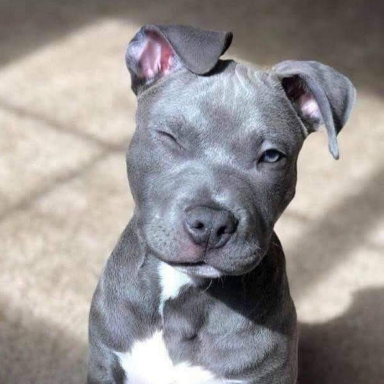 Белый чёрный стаффордширский терьер голубой окрас