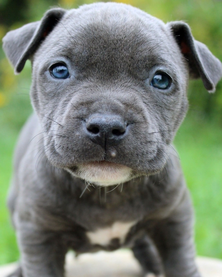 Стаффордширский бультерьер голубой