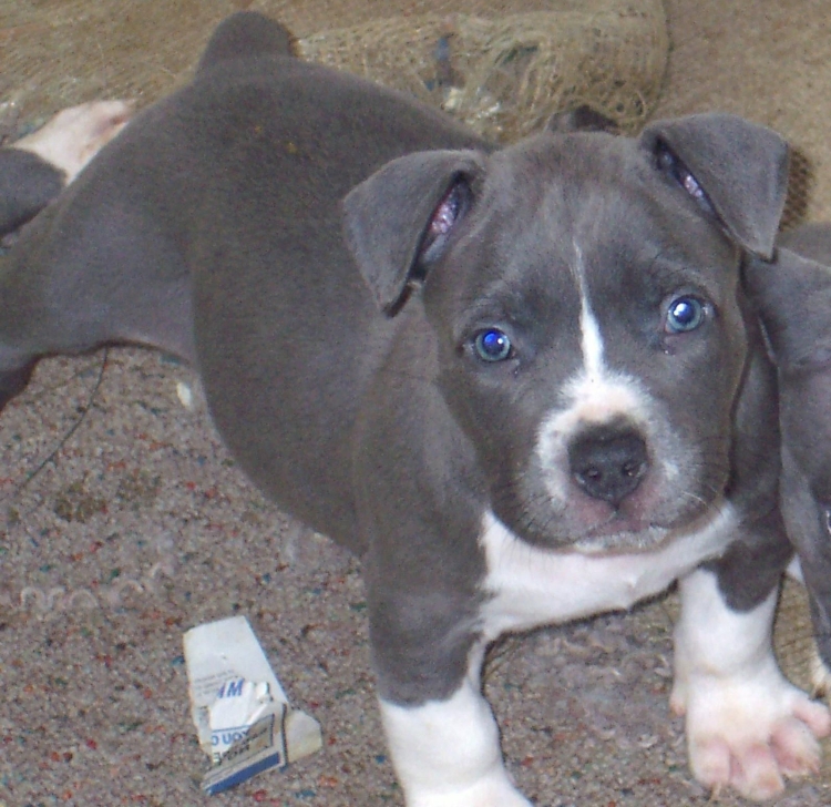 Стаффордширский терьер пепельный