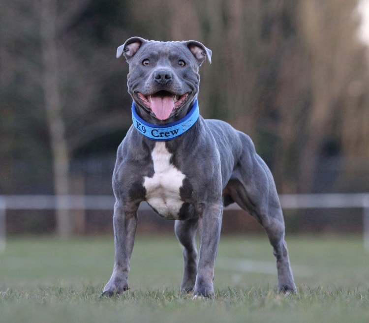 Стаффордширский бультерьер серый