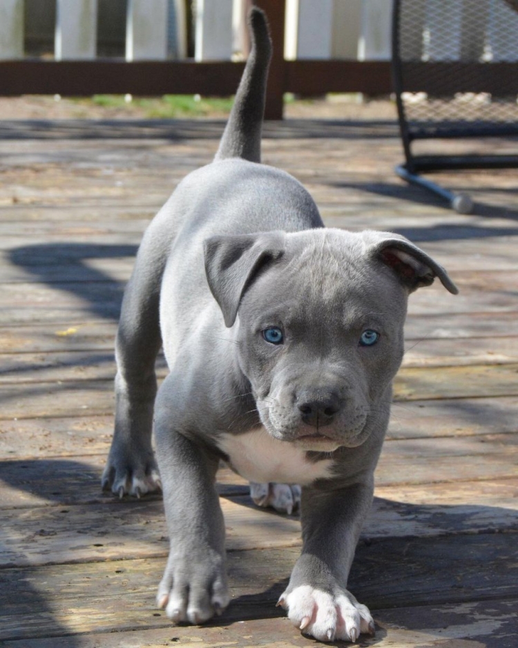 Американский стаффордширский терьер серый