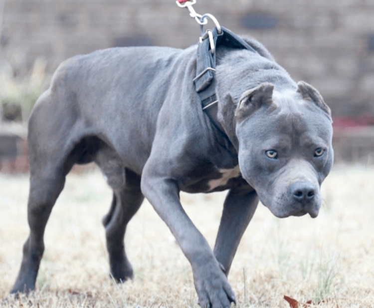 Питбуль Прайтер голубой