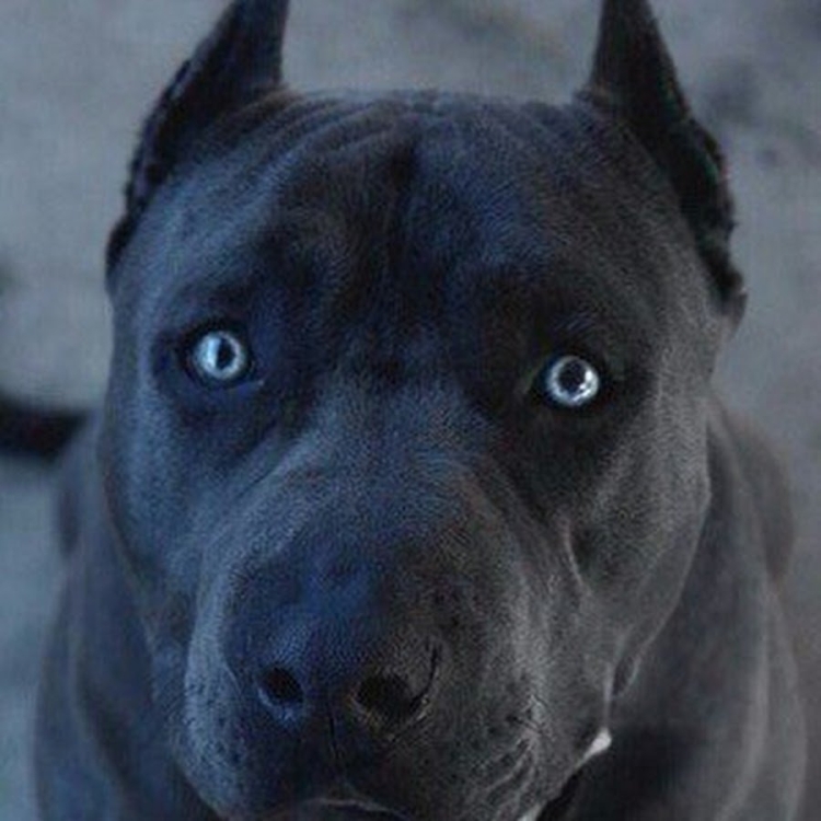 Собака большая черная с синими глазами