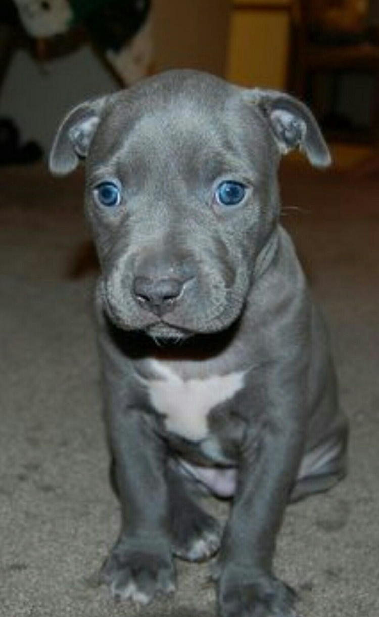 Американский стаффордширский терьер голубой