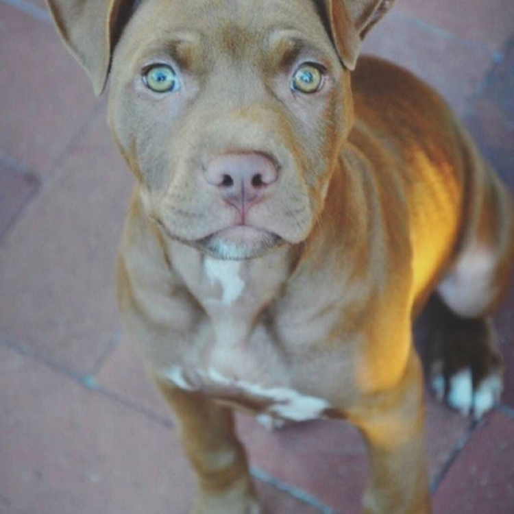 Стаффордширский терьер песочный