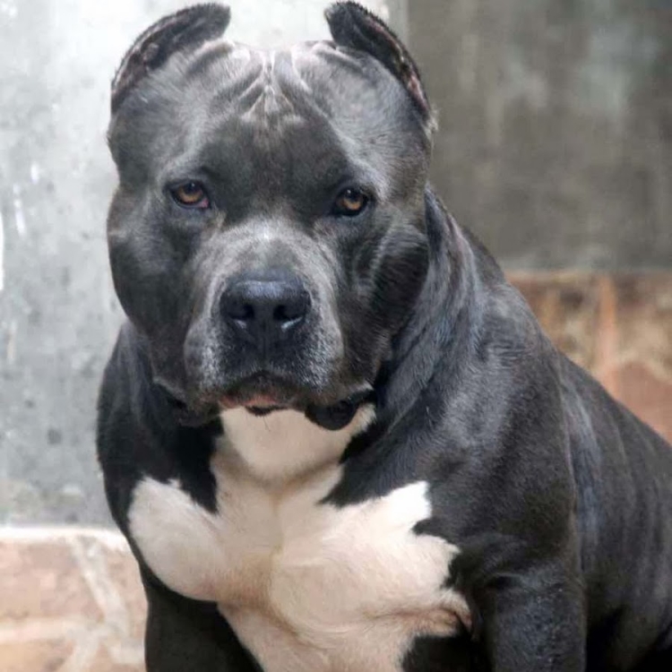 Американский стаффордширский терьер пепельный