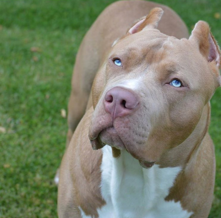 Американский питбуль ред ноуз