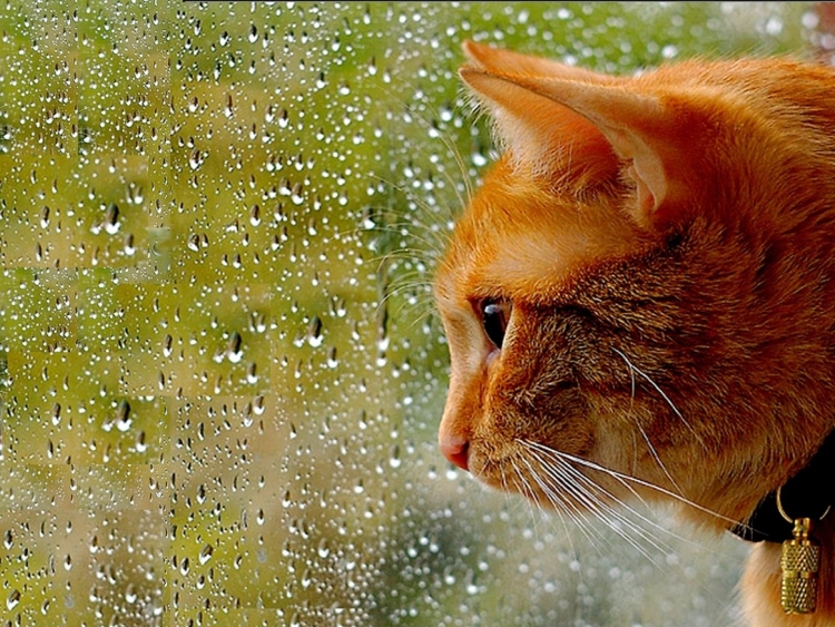 Кот под дождём картинки