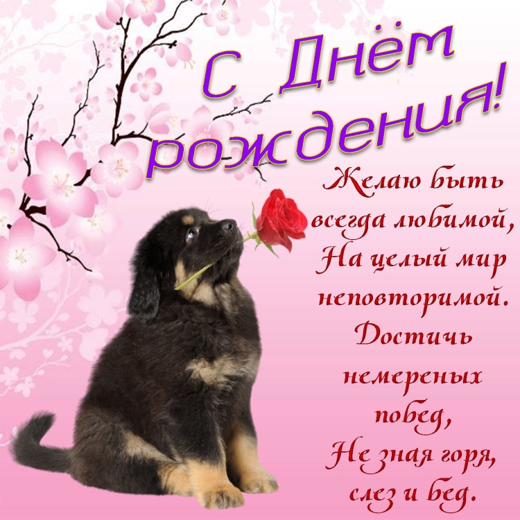 Открытки с днём рождения с собаками