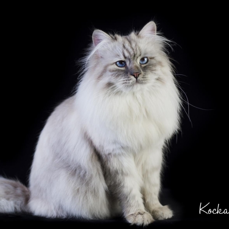 Красная Персидская кошка