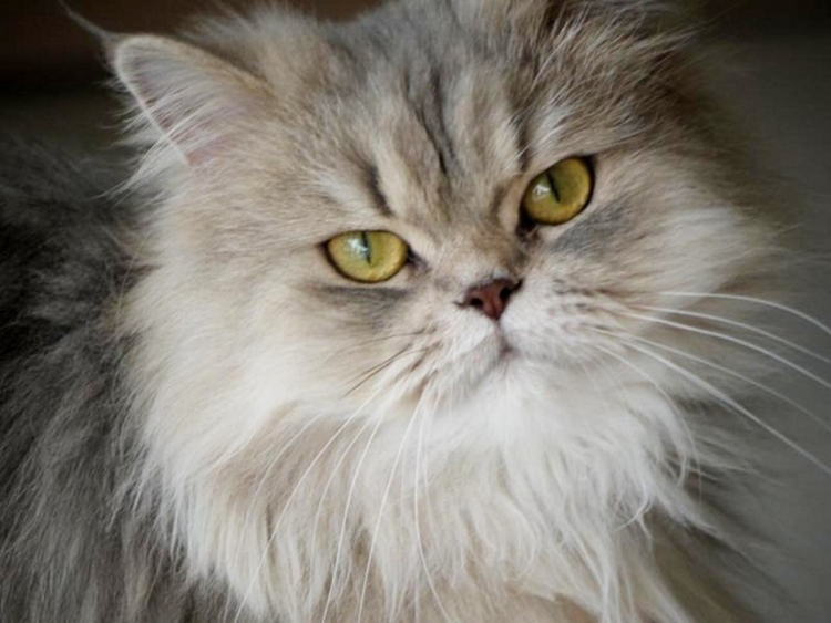 Кот полуперс белый