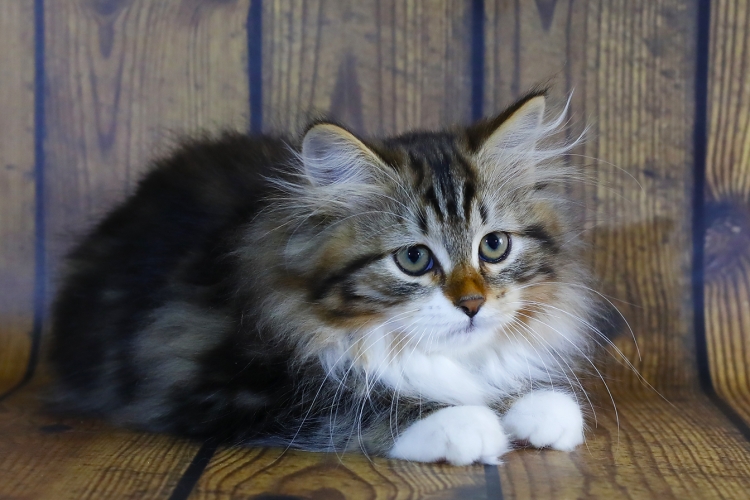 Сибирская кошка Лесной окрас