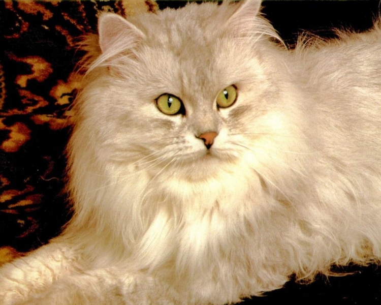 Персидская Оловянная кошка (Пьютер)