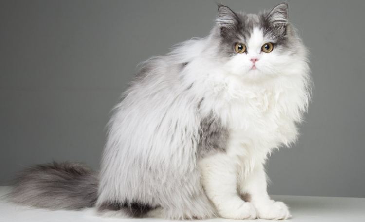 Персидско Сибирская кошка серая
