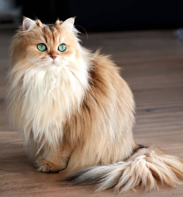 Британская длинношёрстная кошка