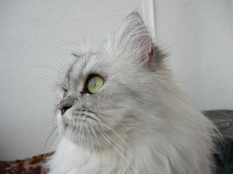 Смесь Персидского и Сибирского кота