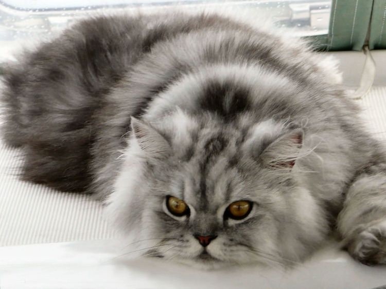 Шиншилла кот серый персидский