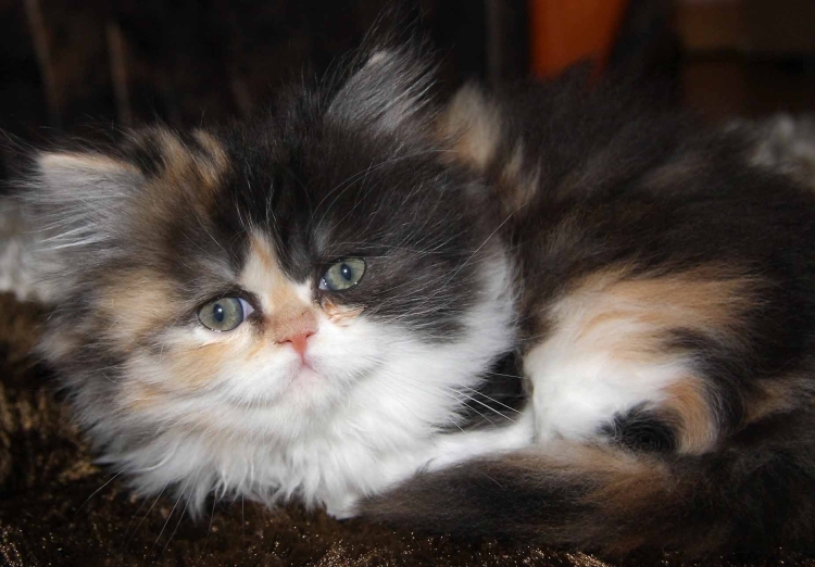 Трехшерстная Персидская кошка