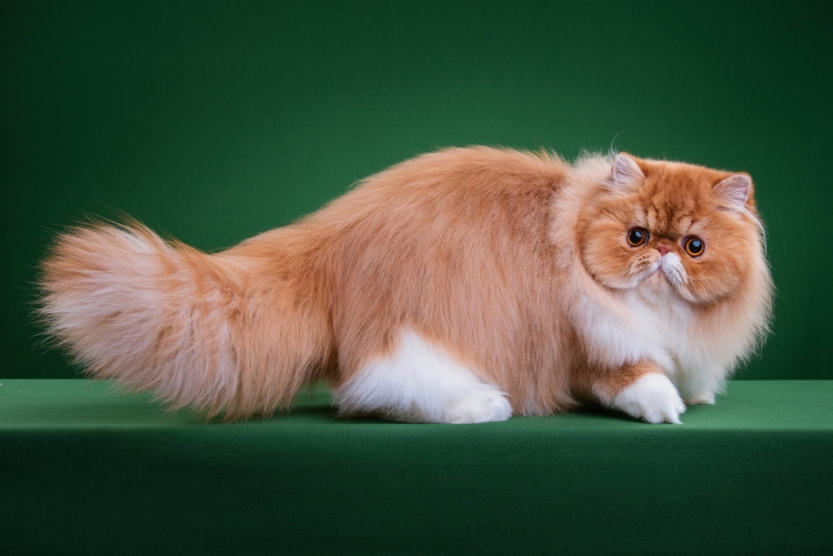 Персидская кошка Манчкин