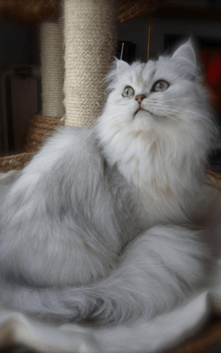 Сибирская шиншилла кошка