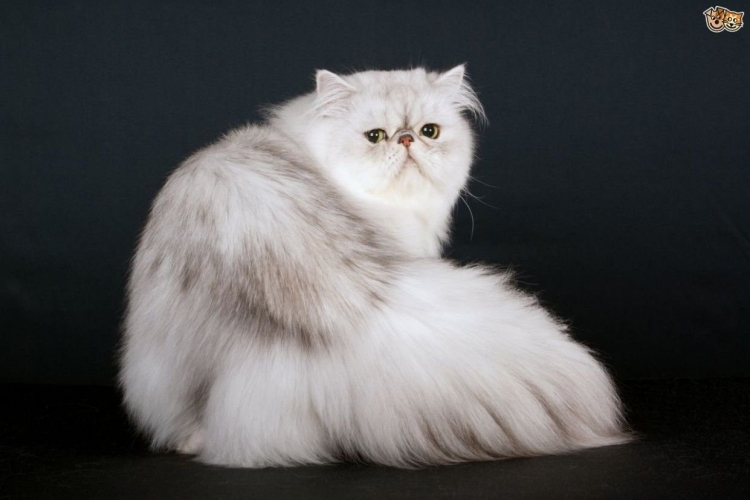 Порода Персидская шиншилла