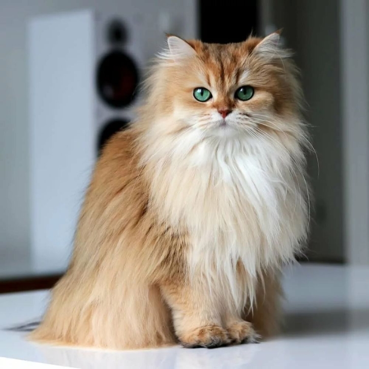 Британская длинношерстная смузи котенок