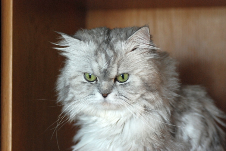 Сибирско Персидская кошка