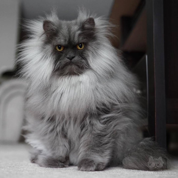 Хмурый кот Джуно