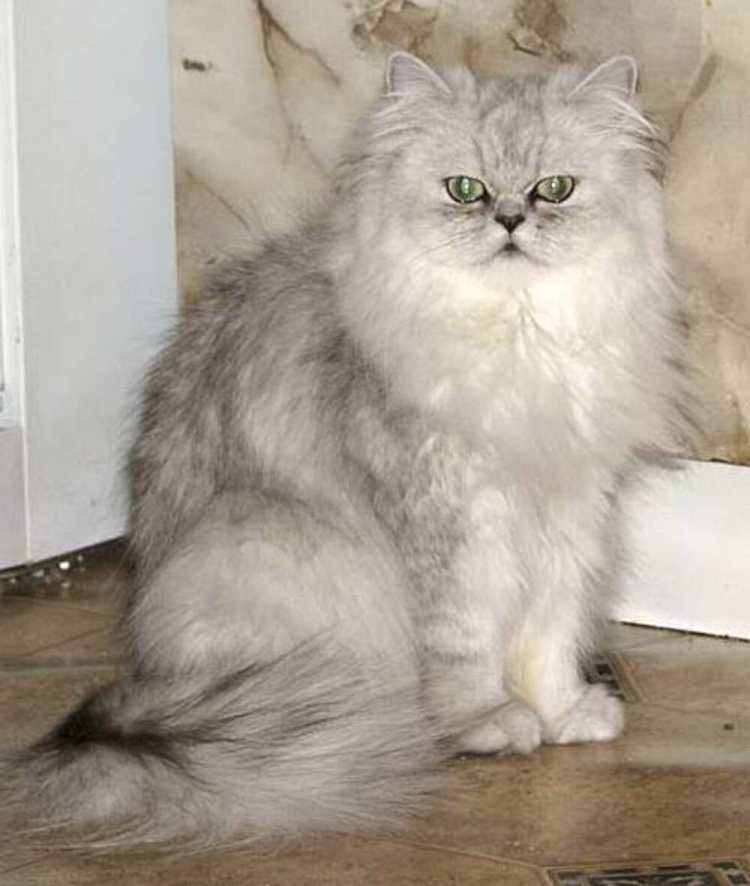 Персидская шиншилла серая
